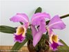 Cattleya gaskelliana 